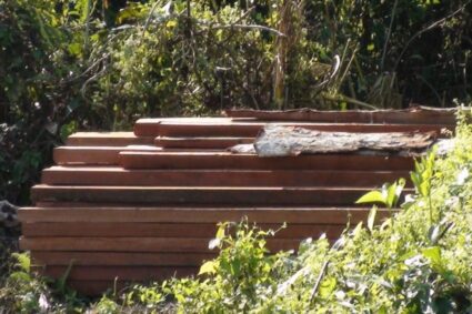 লখিমপুৰৰ ভীমপৰা-ঘুনাসুঁতি এলেকাত চলিছে চোৰাং কাঠ ব্যৱসায়ীৰ দপদপনি, নিধিৰাম চৰ্দাৰত পৰিণত বন বিভাগ